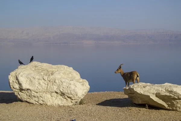 Repos Nubain ibex près de Ein Gedi, Mer Morte, Israël — Photo