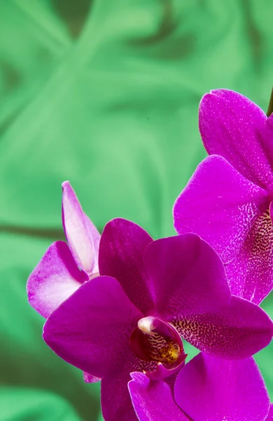Violet Orchidée Fleurs sur fond de satin vert avec copyspace — Photo