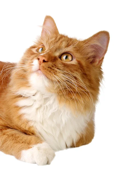 Ginger cat — Stock Photo, Image