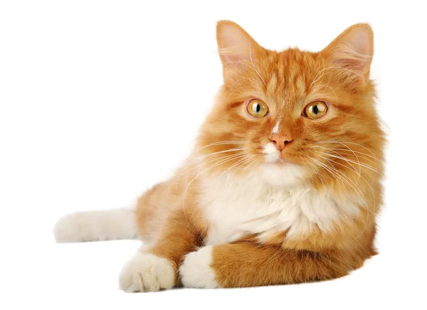 Ginger cat — Stock Photo, Image