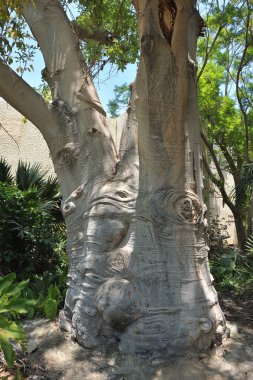 Baobab ağacı