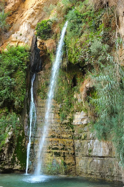 Rezervația naturală Ein Gedi din largul coastei Mării Moarte — Fotografie, imagine de stoc