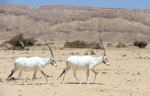 Oryx — Stockfoto