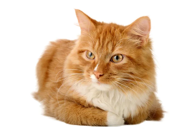 Ginger cat — Stock Photo, Image