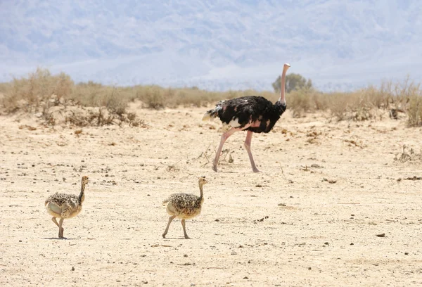 Avestruz africana e pintainho de avestruz — Fotografia de Stock