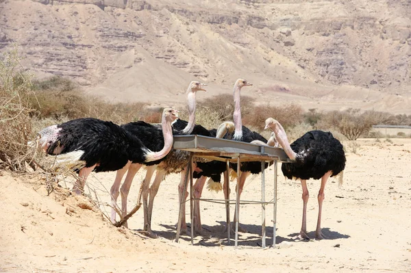 Afrikaanse struisvogel — Stockfoto