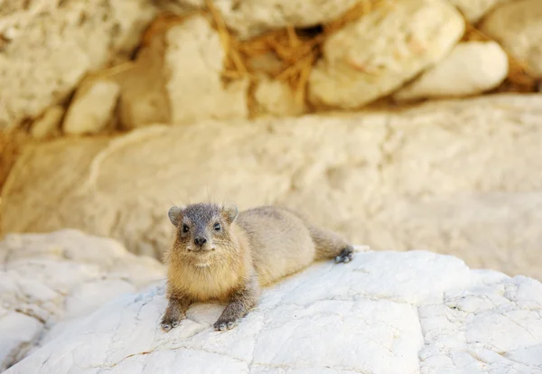 Roccia maculata di giallo Hyrax — Foto Stock