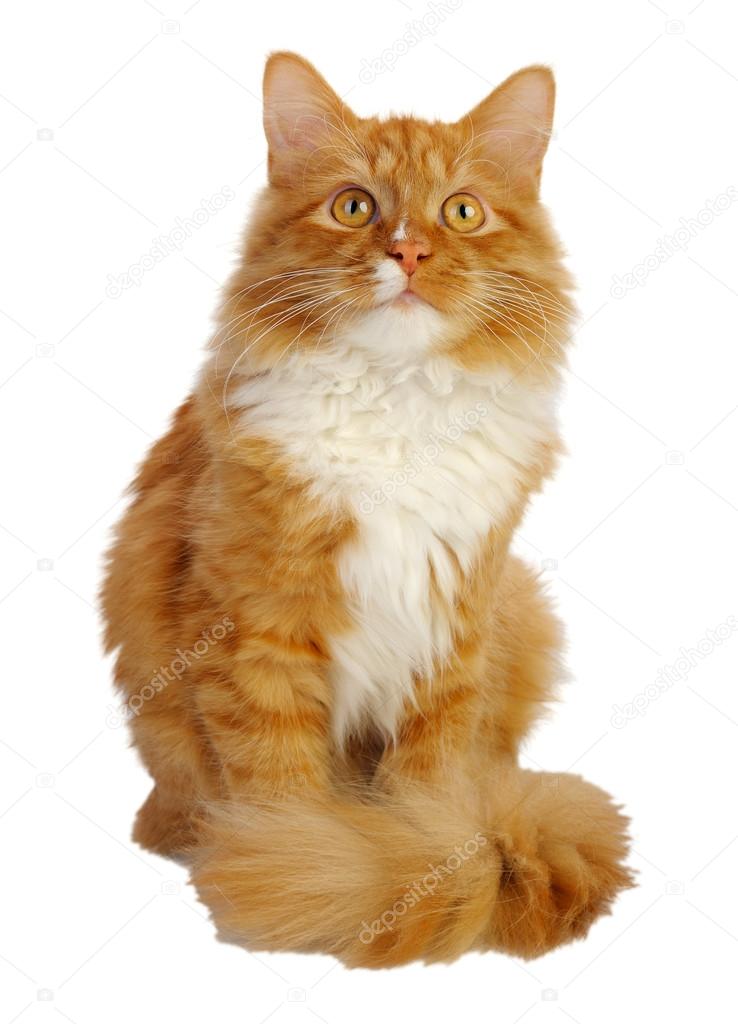 Ginger cat