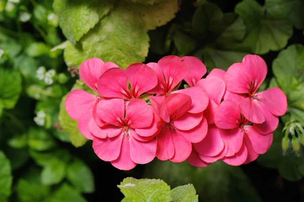 Geranium — Stock Photo, Image