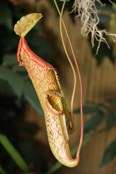 Nepenthes. — Foto Stock