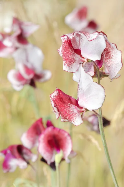 Söta ärter — Stockfoto