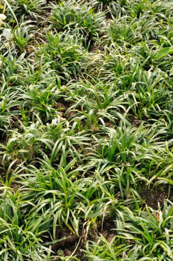 Ophiopogon japonicus