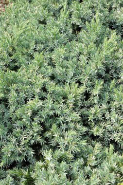 Juniperus squamata