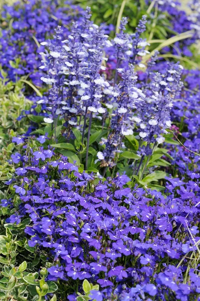 Lobelia erinus e Salvia Farinacea — Fotografia de Stock