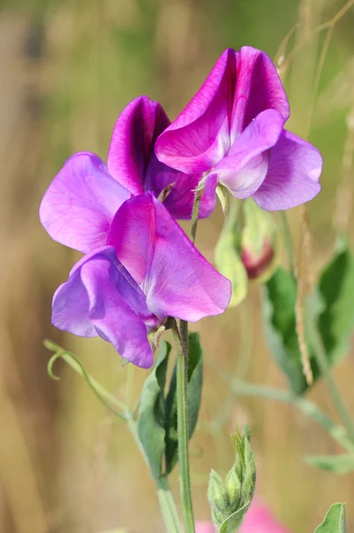 Sweet Peas — Stock Photo, Image