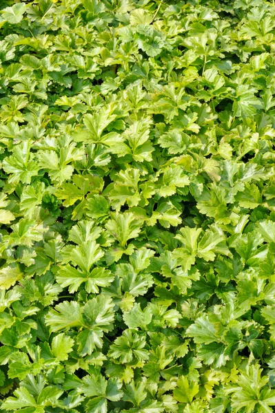 Waldsteinia ternata — Stock Photo, Image