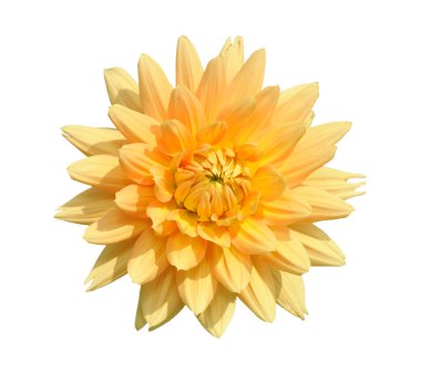 dahlia, izole