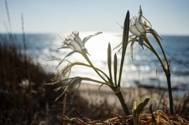 Pancratium maritimum