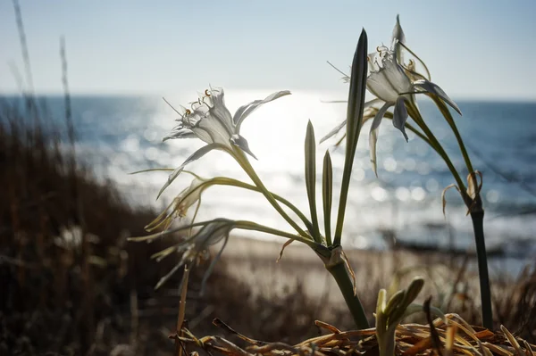 Pancratio maritimum — Foto Stock