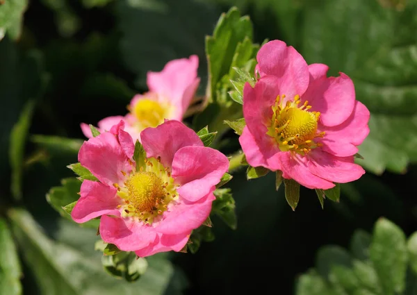 Flowers Strawberries Rose Petals Close — Foto Stock