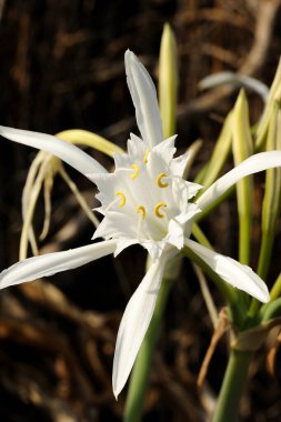 Büyük beyaz çiçek Pancratium maritimum Akdeniz'de İsrail, kumlu sahilinde