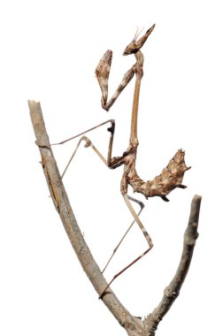 İsrail - izole dal, küçük peygamber devesi doğası closeup