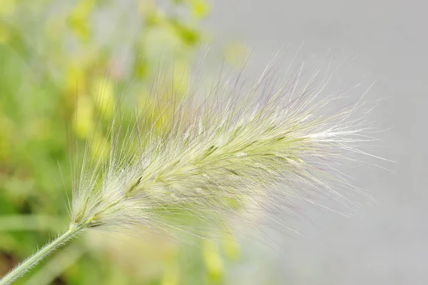 Weiche Flauschige Zierspitze Blumenbeet — Stockfoto