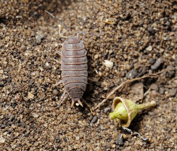 Primo Piano Della Natura Israele Woodlice Sulla Sabbia — Foto Stock