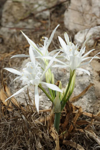Grande Fiore Bianco Pancratium Maritimum Sulle Rive Sabbiose Del Mar — Foto Stock