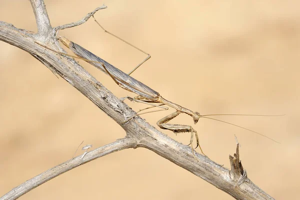 Vértes Izrael Kis Mantis Egy Ágon Jellege — Stock Fotó