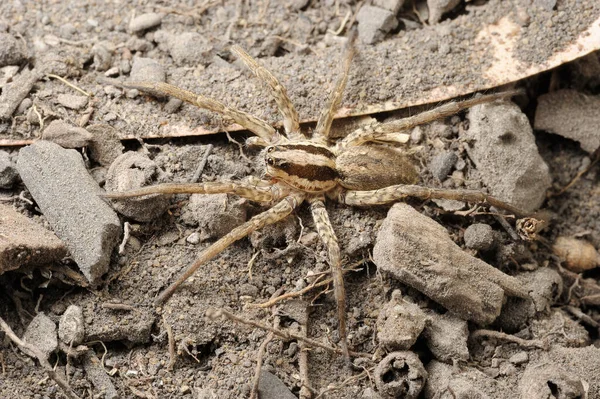 イスラエル 地面に蜘蛛の自然のクローズ アップ — ストック写真