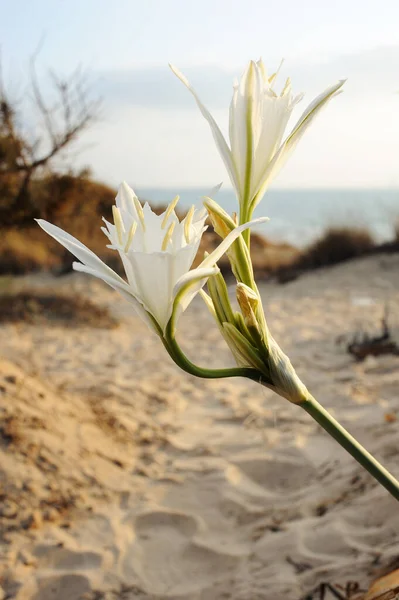 Large White Flower Pancratium Maritimum Sandy Shores Mediterranean Sea Israel — Stock Photo, Image