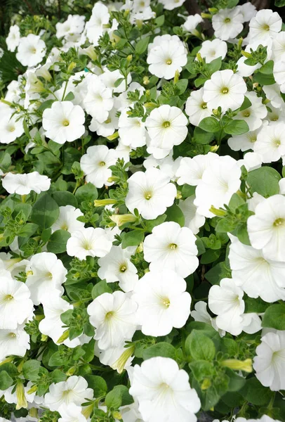 Vita Blommor Bindgräs Väggen Flätad Växt — Stockfoto