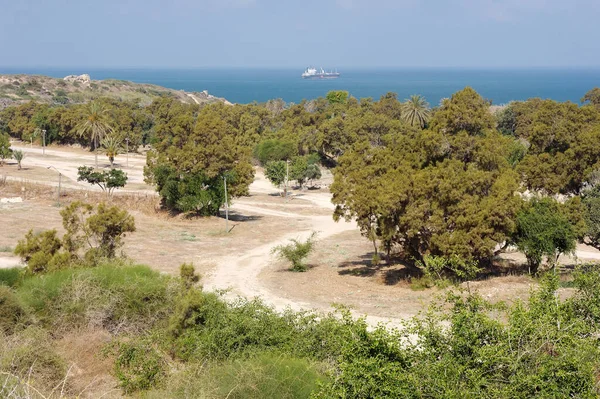 Palme Mar Mediterraneo Parco Ashkelon Israele — Foto Stock