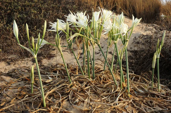 Gran Flor Blanca Pancratium Maritimum Las Orillas Arenosas Del Mar — Foto de Stock