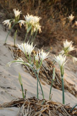 Büyük beyaz çiçek Pancratium maritimum Akdeniz'de İsrail, kumlu sahilinde