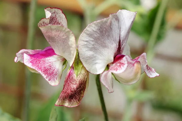 Dekorative Erbsen Leuchtende Ungewöhnliche Blumen Bei Der Ausstellung Park — Stockfoto