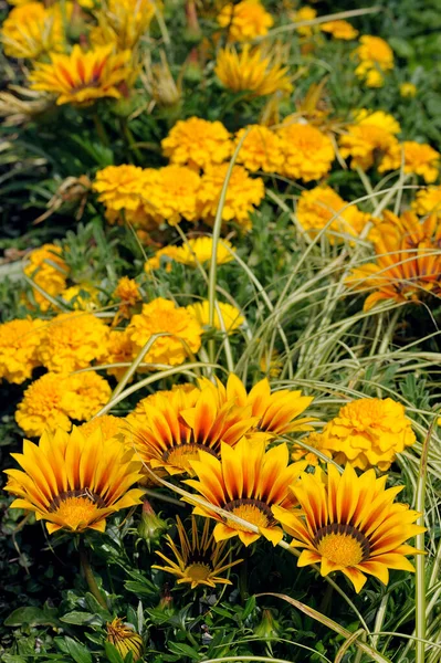 Grandes Fleurs Jaunes Courtes Gazania Dans Lit Fleurs — Photo