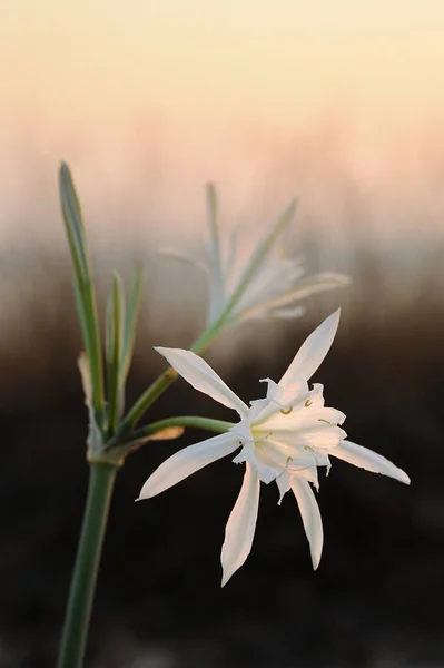 Grande Fleur Blanche Pancratium Maritimum Sur Les Rives Sablonneuses Mer — Photo