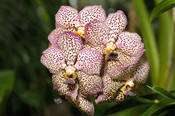 Inflorescência Grandes Flores Orquídeas Manchadas Uma Estufa — Fotografia de Stock