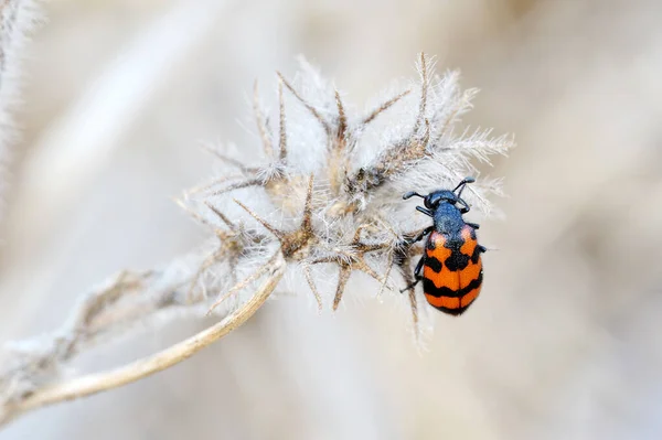 Close Nature Israel Meloidae Beetle — стоковое фото