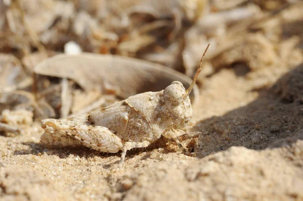 Zbliżenie Charakteru Izraela Grasshopper Piasku — Zdjęcie stockowe