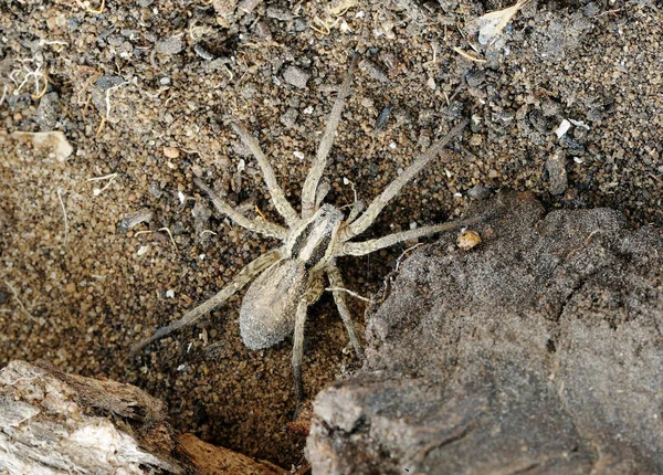 이스라엘 지상에 거미의 자연의 — 스톡 사진