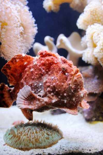 Röd Grodfisk Korall Och Andra Ljusa Och Färgglada Invånare Röda — Stockfoto