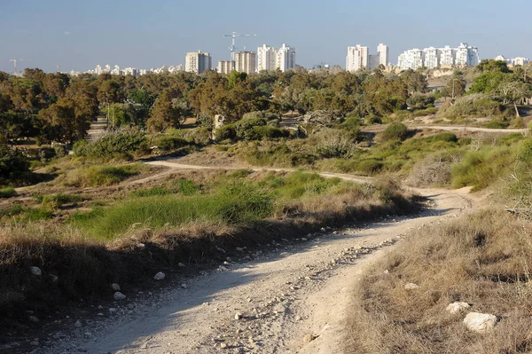 Φοίνικες Και Μεσόγειο Θάλασσα Πάρκο Του Ασκελόν Ισραήλ — Φωτογραφία Αρχείου