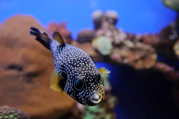 Vitfläckig Blåsfisk Arothron Hispidus Korall Och Andra Ljusa Och Färgglada — Stockfoto