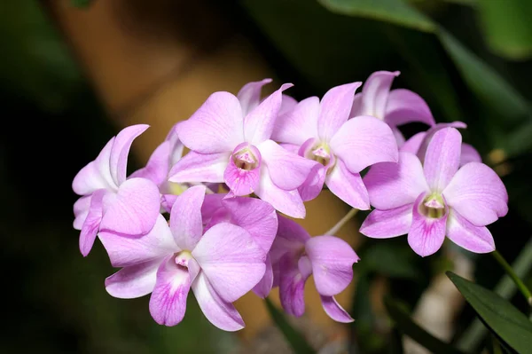 Цветение Крупных Фиолетовых Орхидей Теплице — стоковое фото