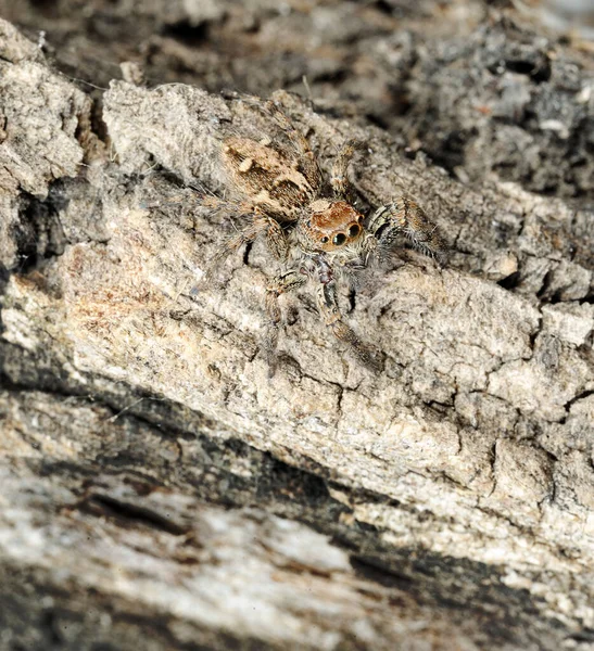 Nahaufnahme Der Natur Von Israel Salticidae Spinne Auf Dem Baum — Stockfoto