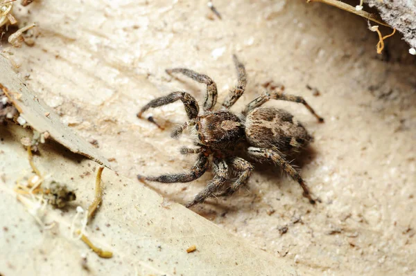 Closeup Natureza Israel Aranha Salticidae Árvore — Fotografia de Stock