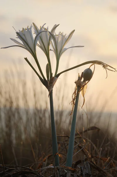 Große Weiße Blume Pancratium Maritimum Den Sandigen Ufern Des Mittelmeeres — Stockfoto